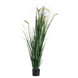 Large Potted Meadow Grass